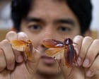 The ‘Cockroach Lord’ who names new species after Tolkien and Pokémon characters