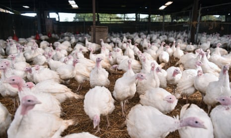 Turkeys at a farm in Knutsford, Cheshire. Bird keepers will also be required to follow stringent biosecurity measures.