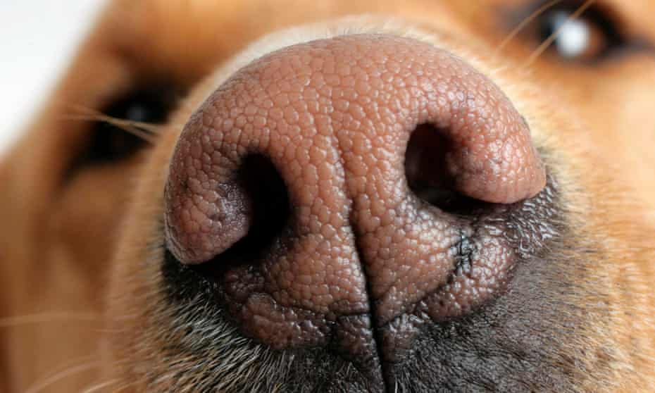 Extreme close-up of a dog's nose.