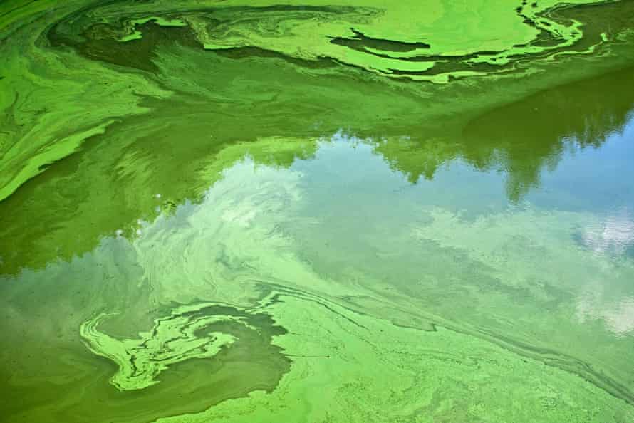 Eutrophisation d'une rivière pendant l'été en France en raison du ruissellement agricole riche en nutriments.