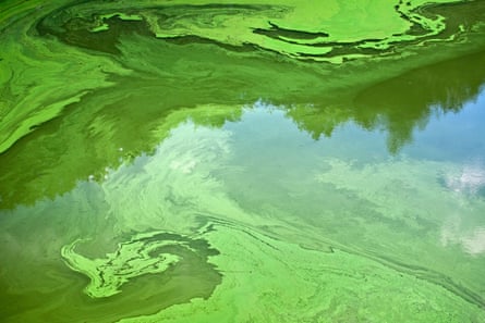 Eutrophication of a river during summer in France as a result of nutrient-rich farm run-off.