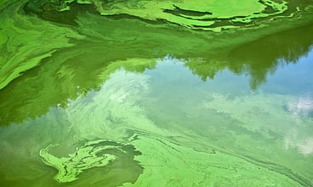 Cyanobacteria or ‘blue-green’ algae, which develop at the surface of a slow-flowing river in France.