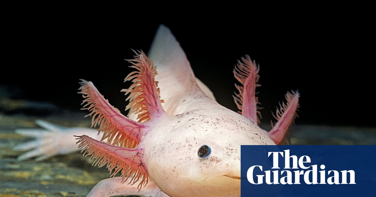 ‘Every time I look at one, I smile!’: how axolotls took over the world