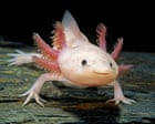 Axolotl: la loro fama globale e la minaccia alla sopravvivenza
