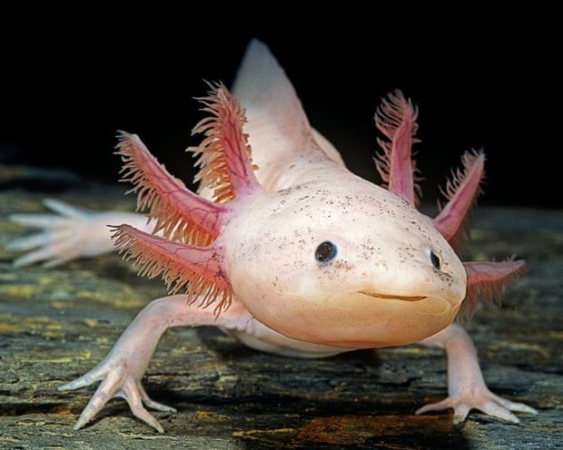 Axolotl