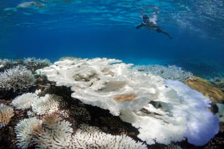 Coral bleaching in the Maldives