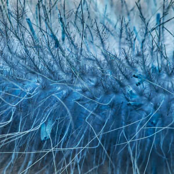 Fibres under high magnification
