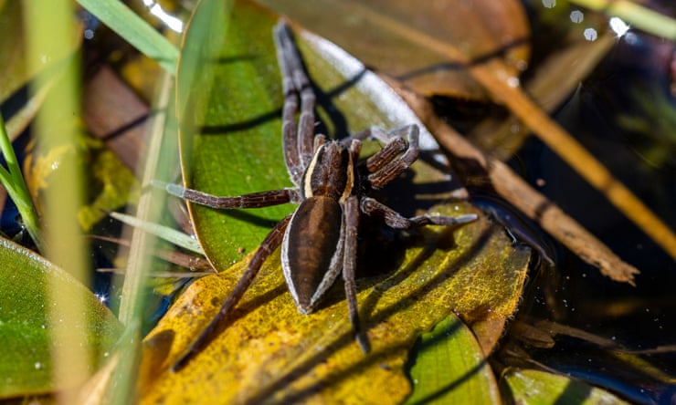 Giant spiders that can grow to size of human hand thriving in the UK Giant spiders that can grow to size of human hand thriving in the UK