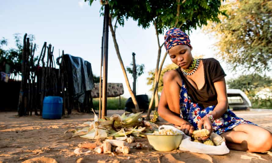 The Ju/'hoansi, who once depended solely on hunting and gathering, now rely ever more on subsistence farming.