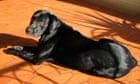 The pet I'll never forget: Simón the street dog was my loyal companion - and a daring solo explorer