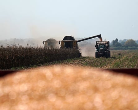 A combine harvester unloads corn into a trailer during the harvest on a farm