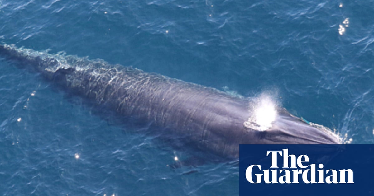 Federal ‘God squad’ exempts oil and gas drilling in Gulf of Mexico from endangered species rules