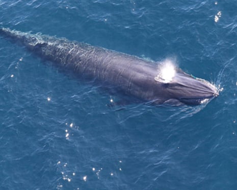 Aerial view of a whale surfacing in the ocean with a plume of water shooting from its blowhole.