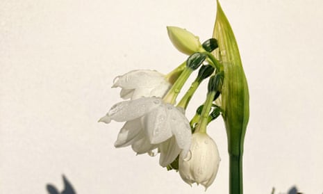 Changing times: spring narcissi started flowering outside in early winter.