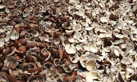Coconut flesh, to be made into oil, drying in Papeete, French Polynesia.