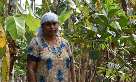 Sheeja CG, a 46-year-old farmer, last month increased her income dramatically by mortgaging 53 of her trees at the local bank, in return for 2,650 rupees (£26.96).