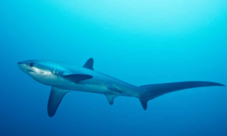 Last year a thresher shark was spotted off Dorset.