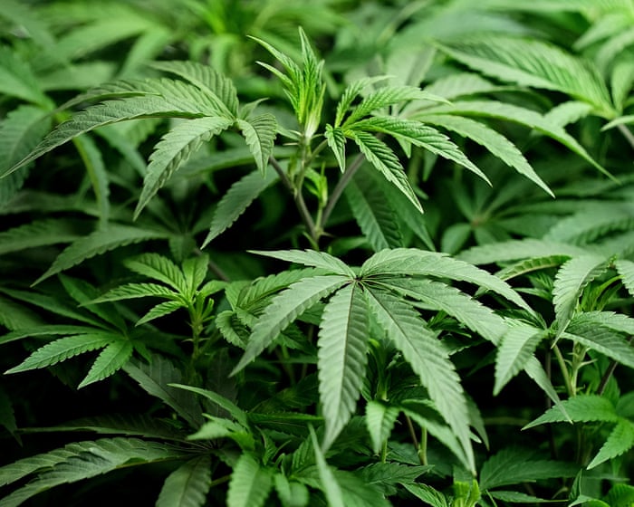 Cannabis stocks soar after Trump shares video promoting drug’s use for seniors