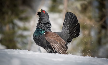 Una imagen de un pájaro cantando en la nieve. Es de color negro con alas marrones extendidas y cola negra.