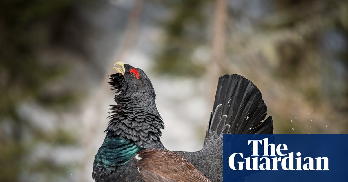 We are hopeful': small signs of recovery for Scotland's rare capercaillie bird