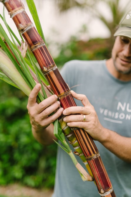 A man handles a bundle of sugarcane.
