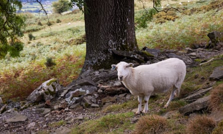 sheep under a tree