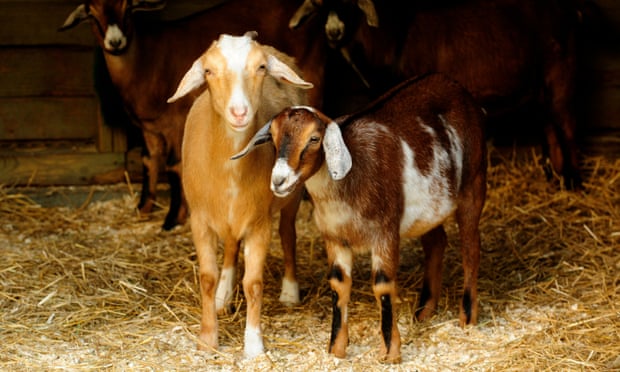 ‘The goats and their owners had to bid on the contract to eat Prospect Park’s unwanted fiber’.
