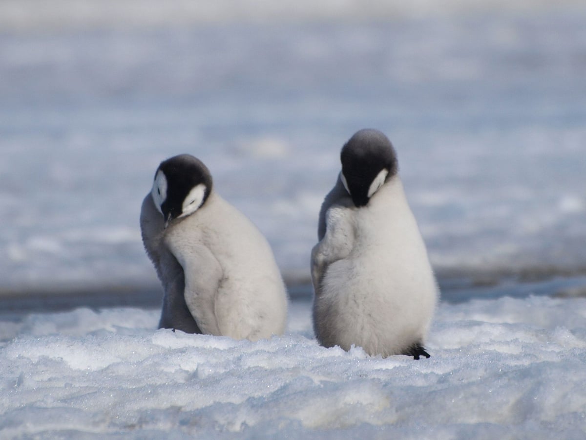 Emperor penguins: thousands of chicks in Antarctica die due to record-low  sea ice levels, Antarctica