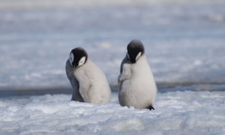 Thousands of emperor penguin chicks across four colonies in Antarctica died in a ‘catastrophic breeding failure’ in late 2022, according to new research