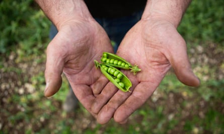 Two pea pods in a gardener’s hands