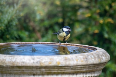Close-up of a great tit perched on a concrete bird bath