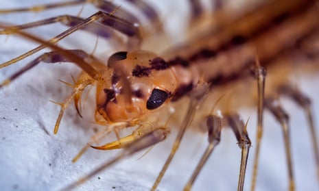 A close-up of a house centipede.