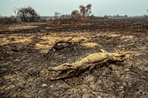 A dead crocodile in the town of Porto Jofre in Mato Grosso state, Brazil, after fires devastate the region.