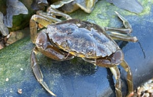 A female crab on a Submarine Power Cable. Scientists from the University of Portsmouth’s Institute of Marine Sciences have found that female crabs show “significantly greater sensitivity” to electromagnetic fields from underwater power cables than males, which could affect migration patterns. The findings, published in Environmental Science and Technology Letters, suggest that migration patterns could be affected by the tendency for females to stay near to the cables, which this could affect where they lay their eggs and ultimately impact crab populations along entire coastline