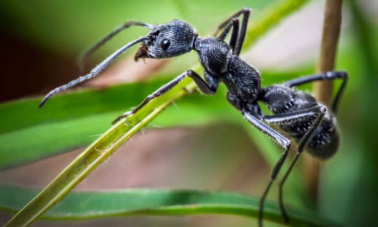Do worms feel pain and are ants happy? Why the science on invertebrate feelings is evolving Do worms feel pain and are ants happy? Why the science on invertebrate feelings is evolving