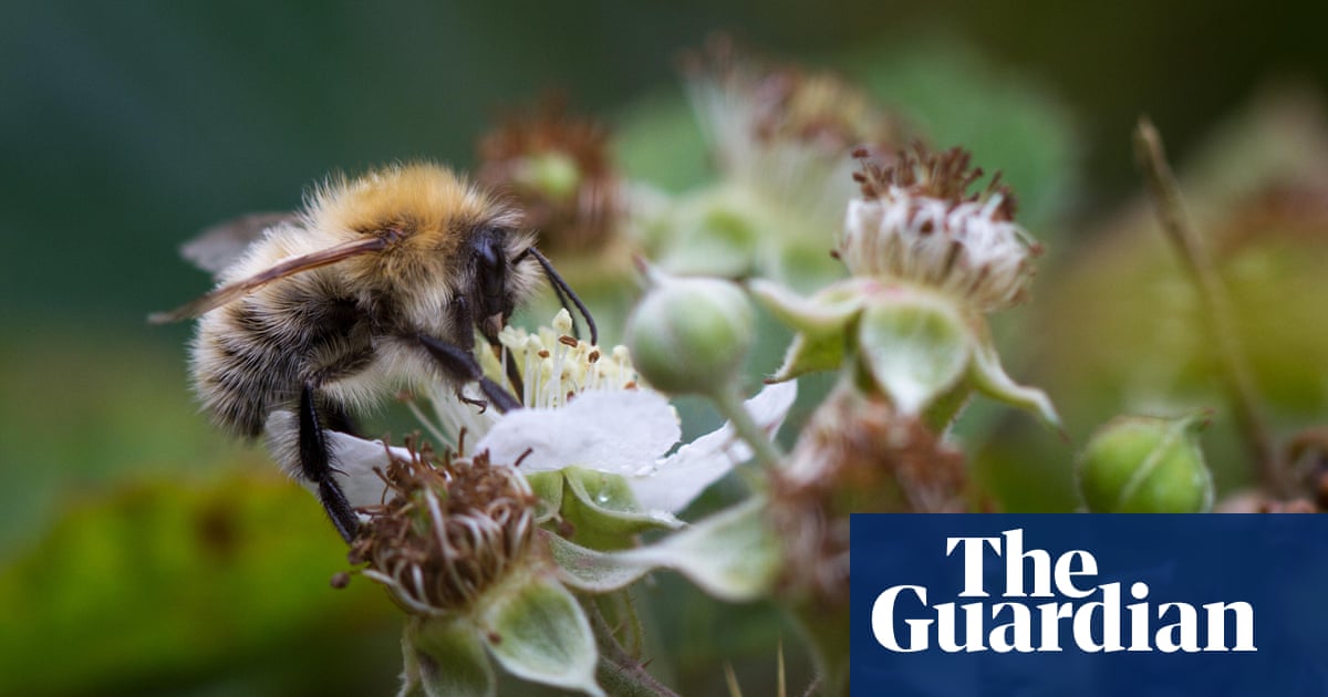 Bumblebee nests are overheating to fatal levels, study finds | Bees
