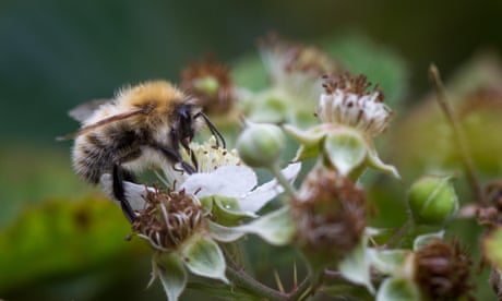 Bumblebee nests are overheating to fatal levels, study finds