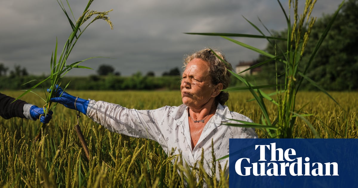 Risotto crisis: the fight to save Italyâs beloved dish from extinction | Rice