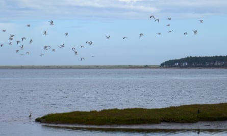 Birds flying over the Tyne estuary near Dunbar