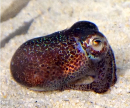 Brenner’s bobtail squid