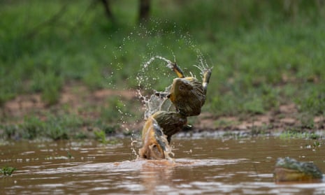 Two bullfrog males wrestling in temporary pools formed by sudden heavy rain in South Africa, filmed for The Mating Game.