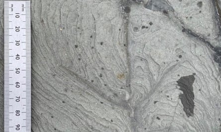 Another footprint among the ancient bird tracks