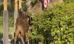 A moose nuzzles her calf under a US flag.