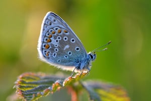 A common blue butterfly