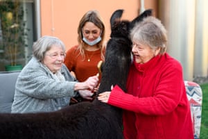 Residents take turns brushing one of the llamas in the garden.