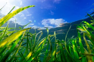 Seagrass is a vital marine habitat for a variety of species and an incredible carbon sink that helps to reverse climate change