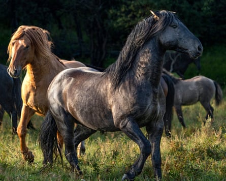 Wild Horses, The Rockies and Me.