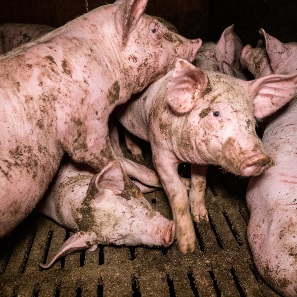 undercover footage at french pig farm