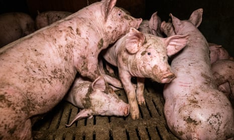 video footage released by French animal welfare group, L214, appears to show pig cannibalism, dead animals lying in pens, and pigs in overcrowded pens