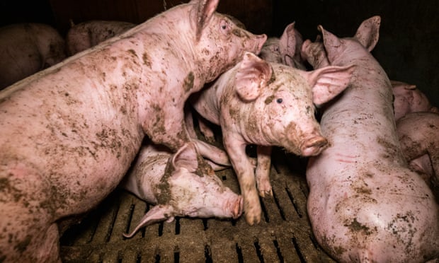 video footage released by French animal welfare group, L214, appears to show pig cannibalism, dead animals lying in pens, and pigs in overcrowded pens